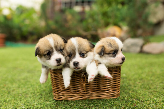 Easy Tips for Your Puppy’s First Day at Home 360 f 440930971 sgc8tdfmqyekox8ousvygp98wojmxqsk